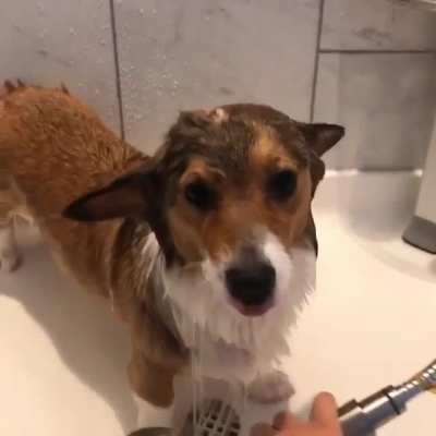 When you need that hot shower after a stressful day ❤️ 🧖&zwj;♀️ 🦊