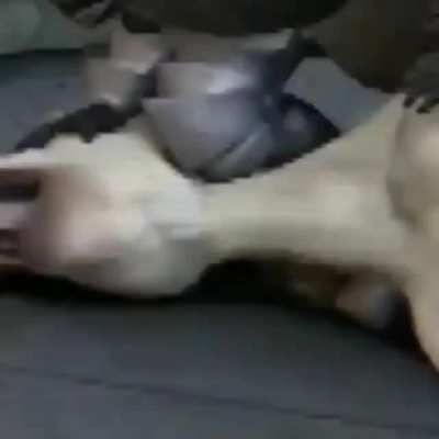 SUS