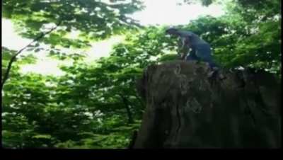 Tree riding...