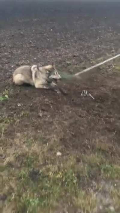 Saving a trapped wolf