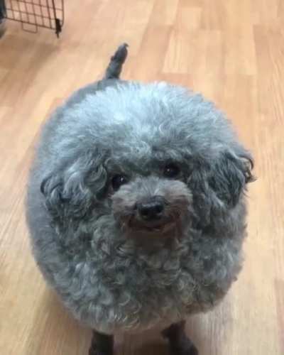 Sheep dog