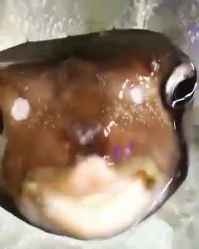 swag fish