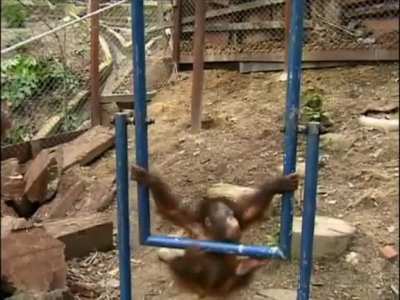 AUGUST 19TH IS INTERNATIONAL ORANGUTAN DAY!