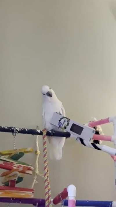 When you give a birb a box&hellip;.
