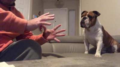 My dog was amazed by &ldquo;Magic&rdquo;