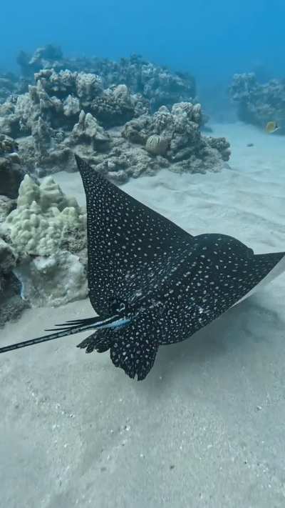 A spotted eagle ray in search of food.