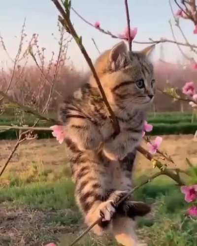 Дерево, приносящее милые "плоды" 😍