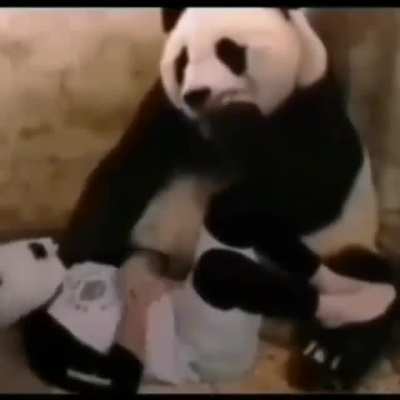 o mundo &eacute; uma mentira -panda 2021