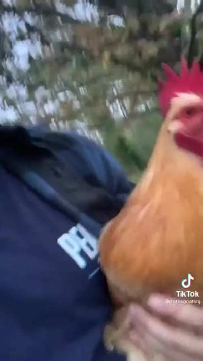 Not the brightest chicken