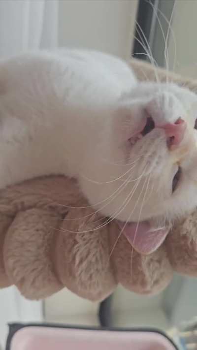 Sweetest meows
