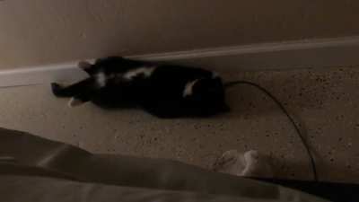 My living cat trill alarm. She is so talkative! I wouldn&rsquo;t want to be woken up any other way.