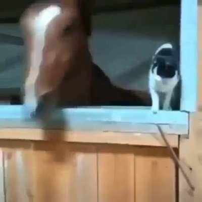 What the horse doin