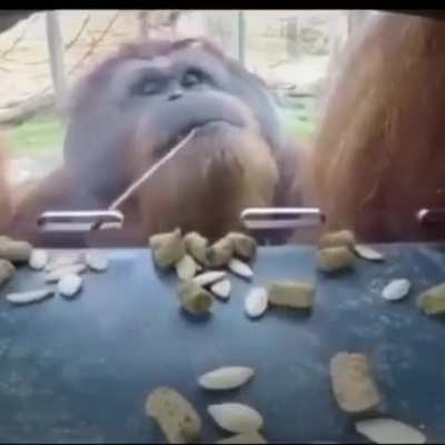Jijijiji monetes