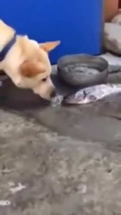 pobre perro salvavidas D: