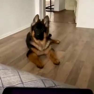 This German Shepherd puppy loves Andrea Bocelli&rsquo;s &lsquo;Time to Say Goodbye&rsquo;