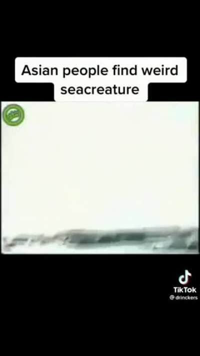 Sea creature..