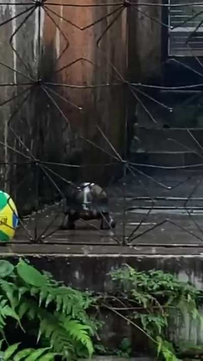 "Run turtle, run, it's raining!" (Yeah I know that it is not a turtle)