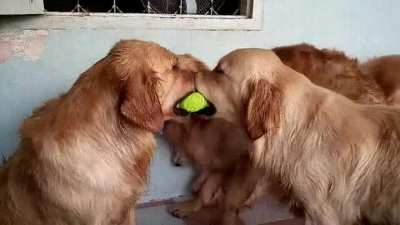 The Third Wheel