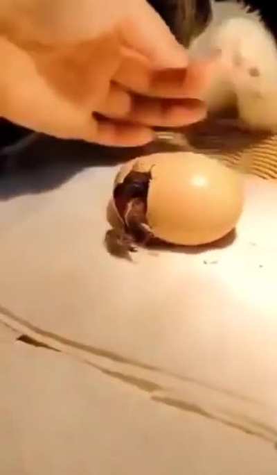 I&rsquo;ll be their mommy now