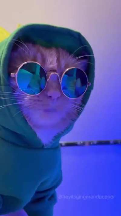 Cat Strip Club 😎