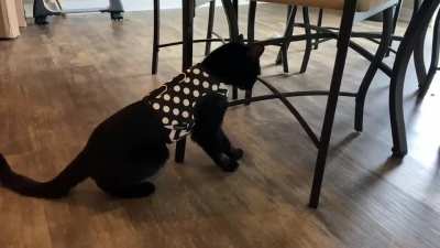 Not a fan of the harness