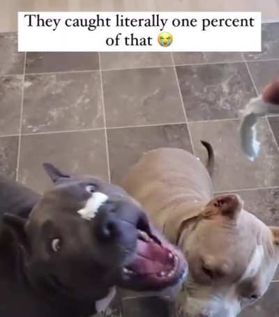 Doggo just wants some whipped cream