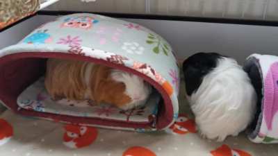 Baby Daphne just moved in, causing trouble already