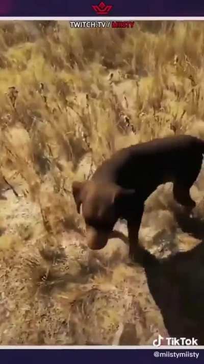 Doggie
