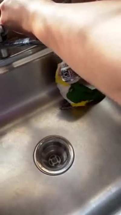 Birbs Shower Party!