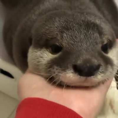 Bonito :&amp;gt; ( Donde esta el Flair de video D: )