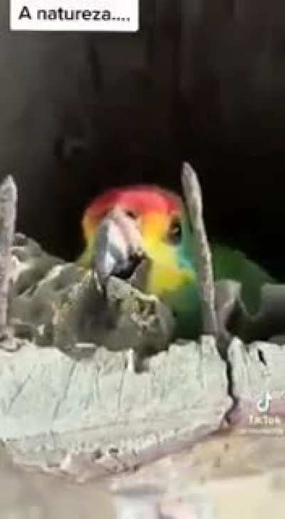 Parrot chicks