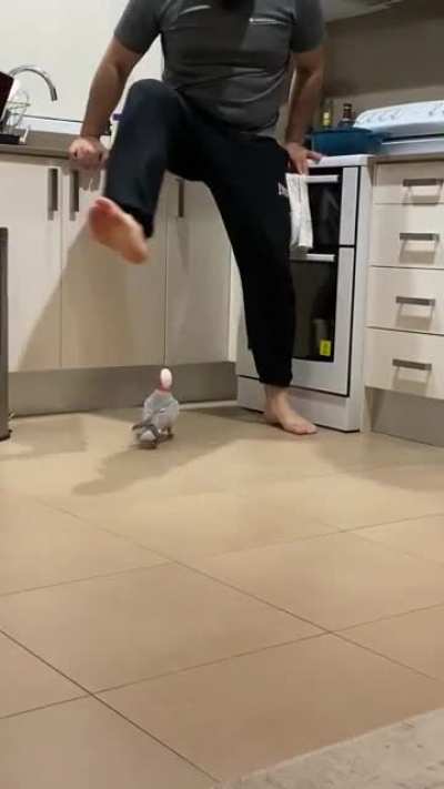 Elvis recently made his way back home after a 4 day flight&hellip; so glad this pink chicken is terrorising our lives again 🥲