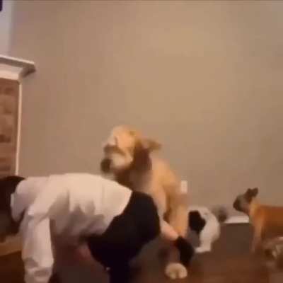 Who Let the Dogs out?