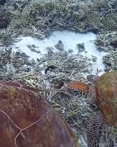 🔥 Sea turtle munches another turtle&rsquo;s flipper and gets a slap 🔥