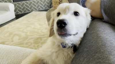 Boop