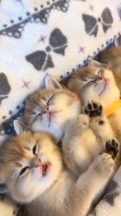 There's always one that just won't sleep