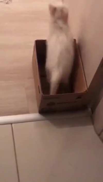 Kitty figuring out how to exit box