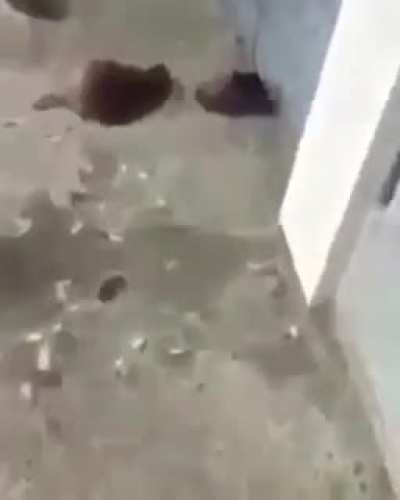 Pop goes the chicken