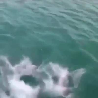 "Hey suck this"