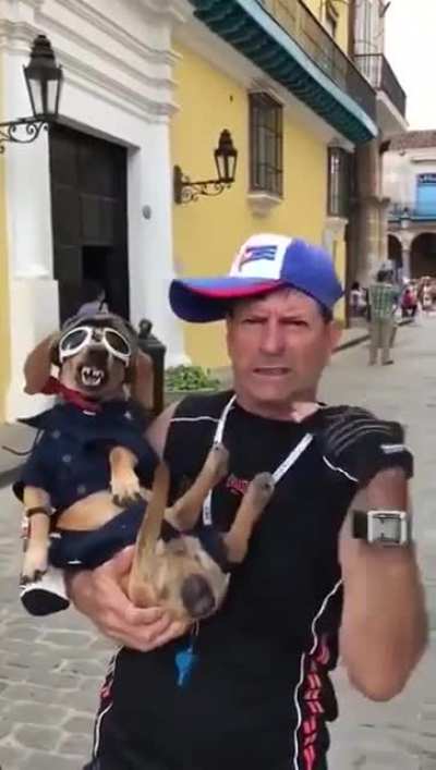 Based dog