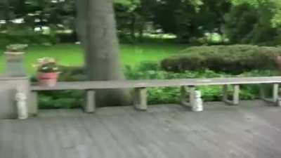 The fox and the hound (not my video)