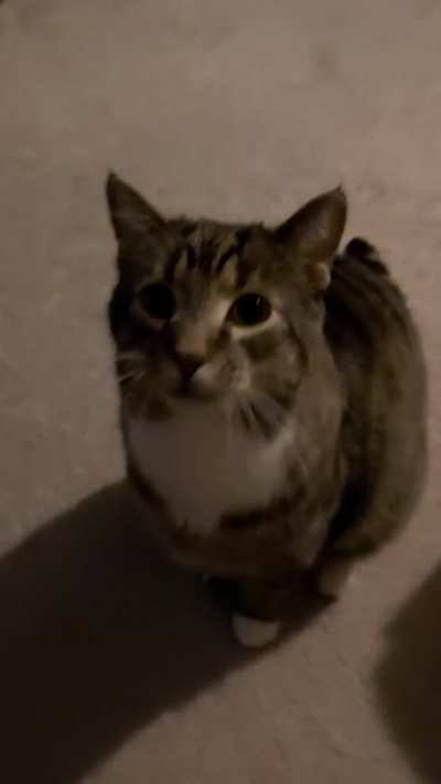 Hemingway gets straight up operatic when it's near food time.