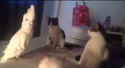 Hello there, fellow cats.