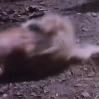 Dog go Fly