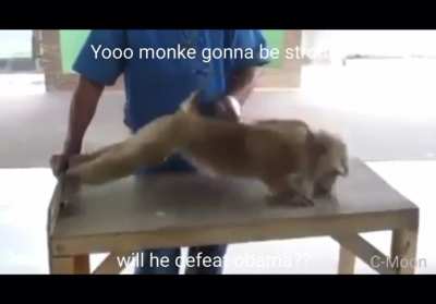 Monkey vs Obama 😳