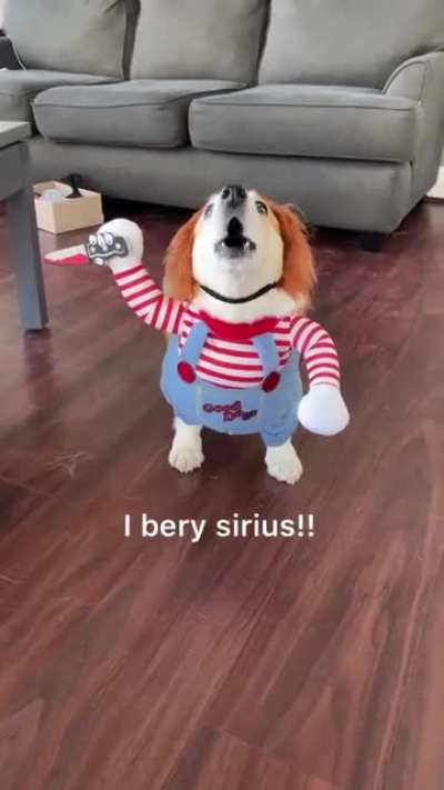 corgi killer