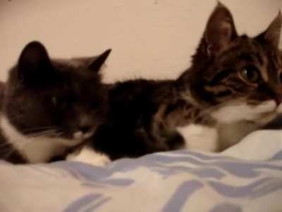 Catverzation