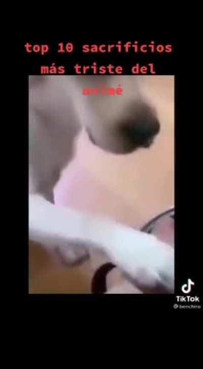 Así es😎: puse un vídeo de animales estúpidos intentado dar risa