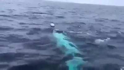 Playing rugby near north pole..😮😮😮
