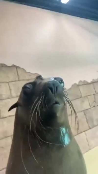 fóquinha
